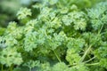 Celery Apium graveolens, marshland plant Royalty Free Stock Photo