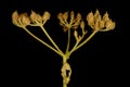 Celery (Apium graveolens). Mature Infructescence Closeup Royalty Free Stock Photo