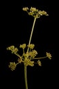 Celery (Apium graveolens). Mature Infructescence Closeup Royalty Free Stock Photo