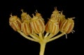 Celery (Apium graveolens). Mature Infructescence Closeup Royalty Free Stock Photo