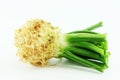 Celery. Apium graveolens rapaceum. Royalty Free Stock Photo