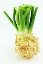 Celery. Apium graveolens rapaceum. Royalty Free Stock Photo