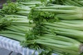 Celery, Apium graveolens var. dulce