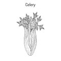 Celery Apium graveolens , vegetable plant