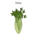 Celery Apium graveolens , vegetable plant