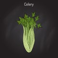 Celery Apium graveolens , vegetable plant