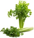 Celery ( Apium L. ) Royalty Free Stock Photo