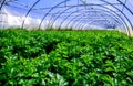 Celery culture in a greenhouse