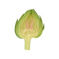 Celery cut on white background. Green vegetable. Royalty Free Stock Photo