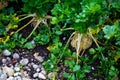 Celery in the field, celeriac in the field