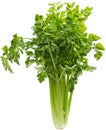 Celery Royalty Free Stock Photo