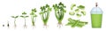 Celery growth vector cartoon icon. Isolated cartoon set icon stages growing celeriac.Vector illustration Celery growth