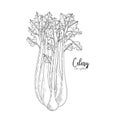 Celery hand drawn vector illustration. Isolated vegetable engraved style object. Detailed vegetarian food drawing. Farm market pro