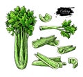 Celery hand drawn vector illustration set. Isolated Vegetable object.