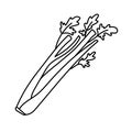 Celery herbs. Vegetable sketch. Thin simple outline icon. Black contour line vector. Doodle hand drawn illustration Royalty Free Stock Photo