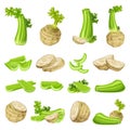 Celery icons set cartoon vector. Food healthy stalk