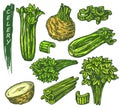 Celery icons set, sketch of green vegetable plant