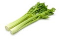 Celery Royalty Free Stock Photo