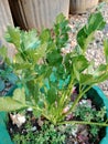 celery leaf plant in a very green pot