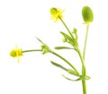 Celery-leaved buttercup Ranunculus sceleratus isolated on white background. Poisonous plant used in traditional medicine