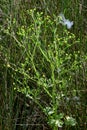 Celery-leaved Buttercup - Ranunculus sceleratus, Norfolk, England, UK