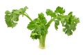 celery leaves