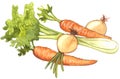 Celery,onions and carrots