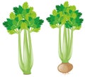 Celery plant on white background