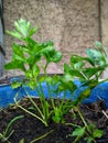 celery plants in pots with black fertilizer