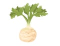Celery root with green stem cartoon vegetable plant vector illustration isolated on white background Royalty Free Stock Photo