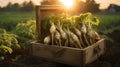 Celery root harvested in a wooden box with field and sunset in the background.