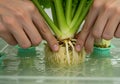 Celery root hydroponic growing process Royalty Free Stock Photo