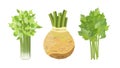 Celery: root, leaves and stems, vector illustration on white background