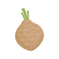 Celeriac, celery root vector illustration icon