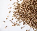 Celery seed Royalty Free Stock Photo