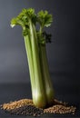 Celery seeds on a black background.