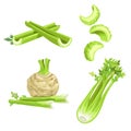 Celery set. Cartoon style. Root and stem, whole and cut. Farm fresh vegetable icons. Vector illustrations