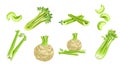 Celery set. Cartoon style. Roots and stems, whole and cuts with flying elements Farm fresh vegetable icons. Royalty Free Stock Photo