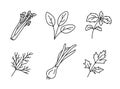 Celery, spinach, basil, dill, green onions and parsley. Herbs and vegetable sketch. Thin simple outline icon. Black contour line Royalty Free Stock Photo