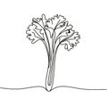 A celery stalk is drawn in black and white Royalty Free Stock Photo