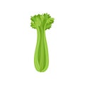 Celery stalk and foliage on white background. Royalty Free Stock Photo