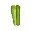 Celery stalk on white background. Healthy food. Royalty Free Stock Photo