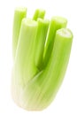 Celery stem bundle a. graveolens, paths Royalty Free Stock Photo
