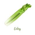 Celery steam fresh juicy raw close up isolated on white. Healthy diet, vegetarian food, spring summer vegetables