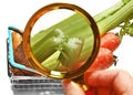 Celery stem in the buyer`s vegetable basket close-up through a magnifying glass.