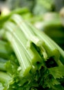 Celery Stems Royalty Free Stock Photo