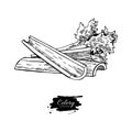 Celery stick hand drawn vector illustration. Isolated Vegetable engraved style object. Detailed vegetarian food drawing