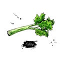 Celery stick hand drawn vector illustration. Isolated Vegetable object.