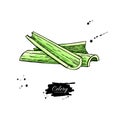 Celery stick hand drawn vector illustration. Isolated Vegetable object.