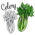Celery vector drawing icon.